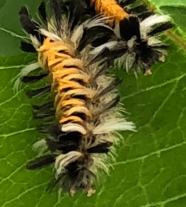 Close-up of a fuzzy, orange and black caterpillar on a green leaf.