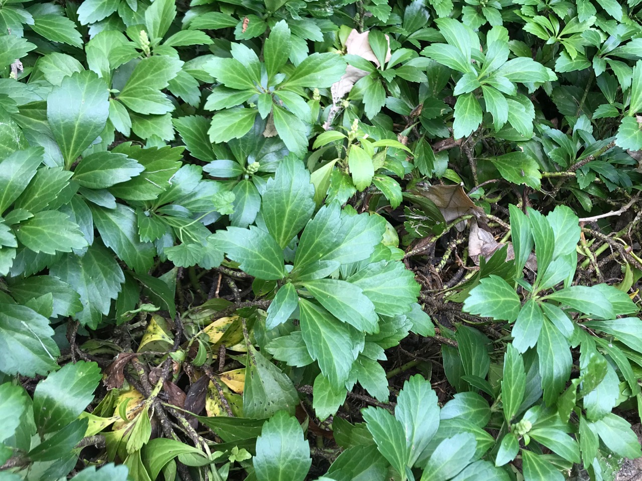 https://hennepinmastergardeners.org/wp-content/uploads/2019/08/Pachysandra-groundcover_scale_lcogswell.jpg