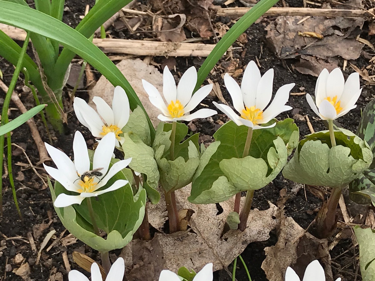 Ephemerals and Early Spring Beauties – Hennepin County Master