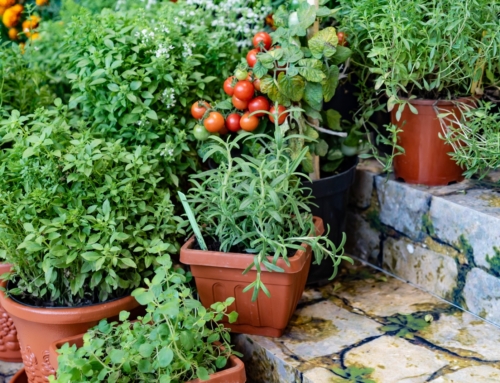 Container Gardening – Tickle Your Senses with Herbs