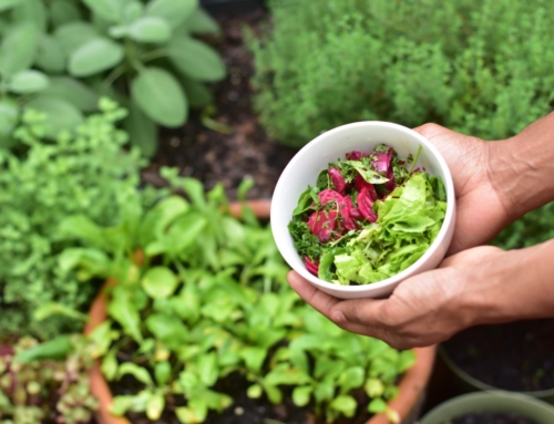 Container Gardening – Small Spaces Can Deliver Healthy Harvests