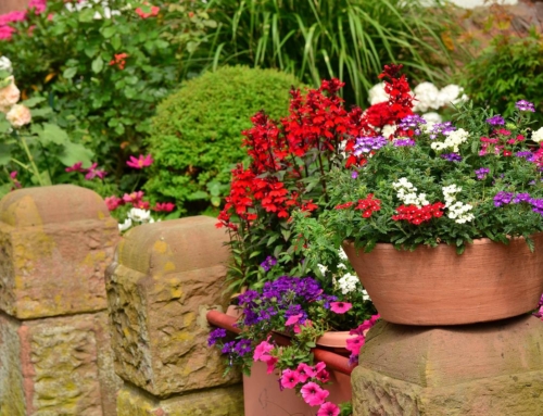 Container Gardening – Taking Care of your Masterpiece
