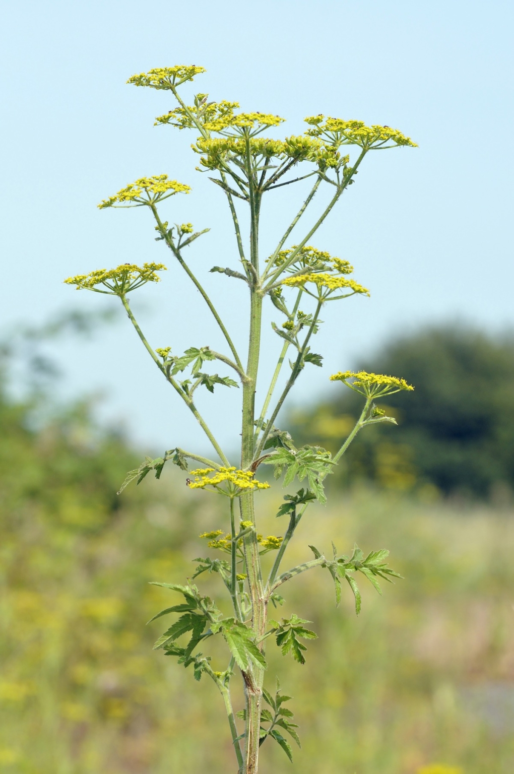 don-t-eat-this-type-of-parsnip-hennepin-county-master-gardeners