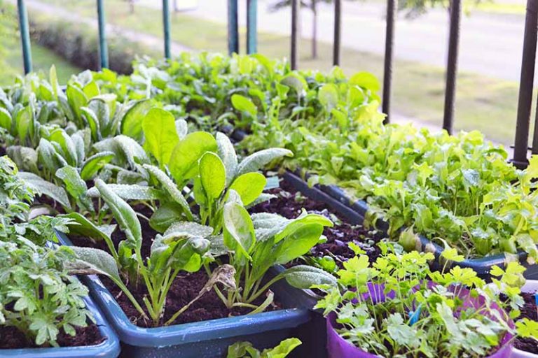 Get Growing: Expert gardening tips and information