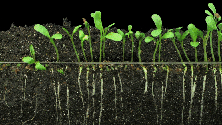 Alfalfa-Sprouts-Growth-Timelapse.gif