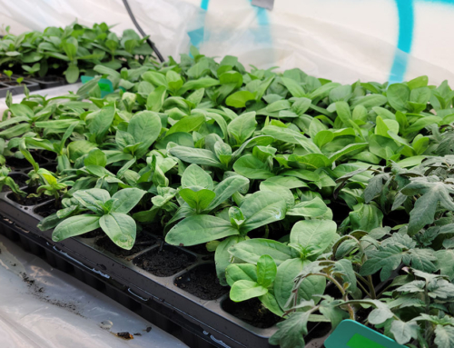 Plant Sale 2024 — Hennepin County Master Gardener Seedling Initiative