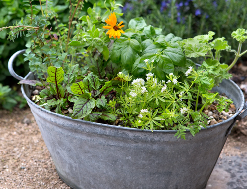 Plant Sale 2024 — Small Spaces? Try Herbs!