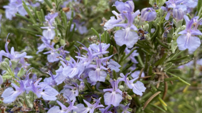 Closeup photo of rosemary plant that's blooming with purple flowers.
