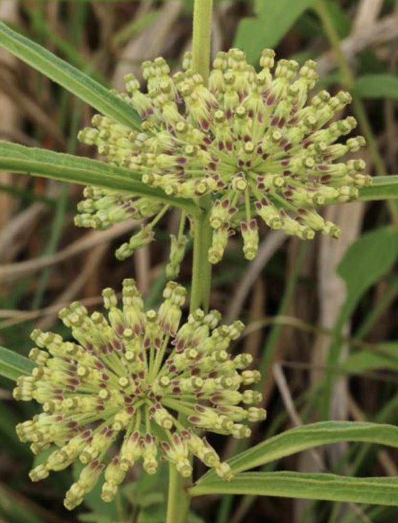 Close up photo of Asclepias hirtella, Tall Green Milkweed plant.