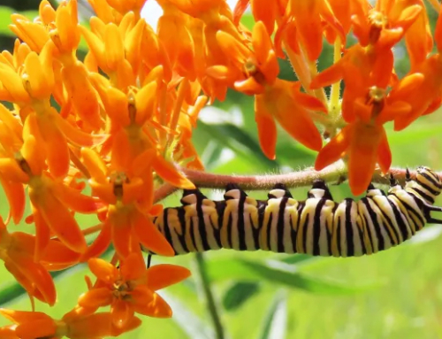 Plant Sale 2024 – Milkweed and Monarchs… a symbiotic relationship