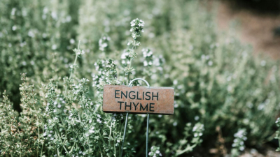 English Thyme growing in garden