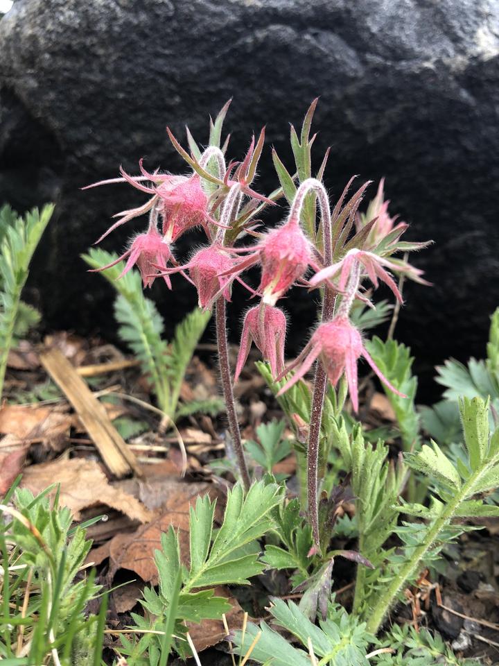 photo of Prairie smoke plant