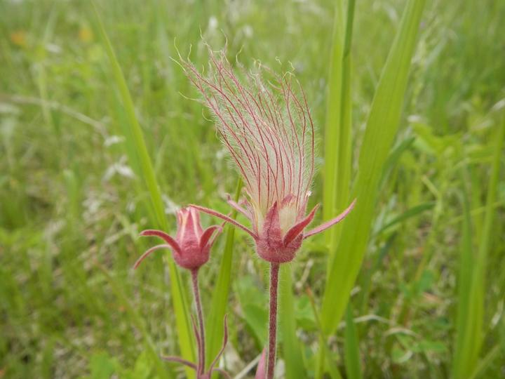 photo of Prairie smoke plant