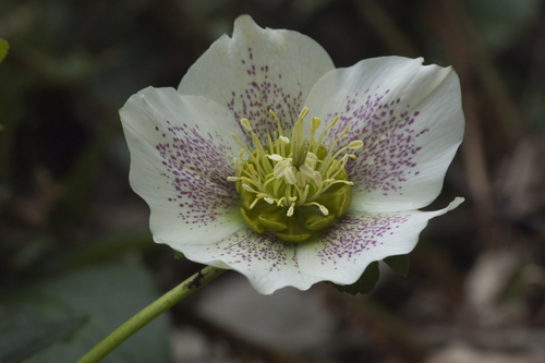 photo of Hellebore plant