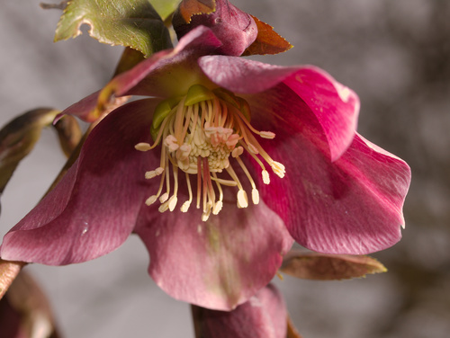 photo of Hellebore plant