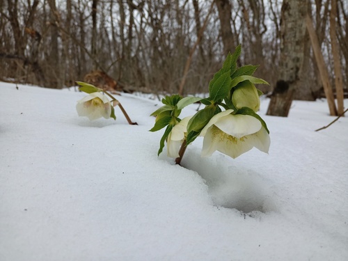 photo of Hellebore plant