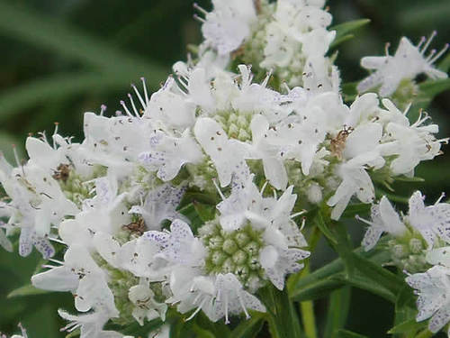 photo of Mountain mint