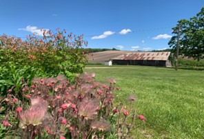 photo of Prairie smoke plant