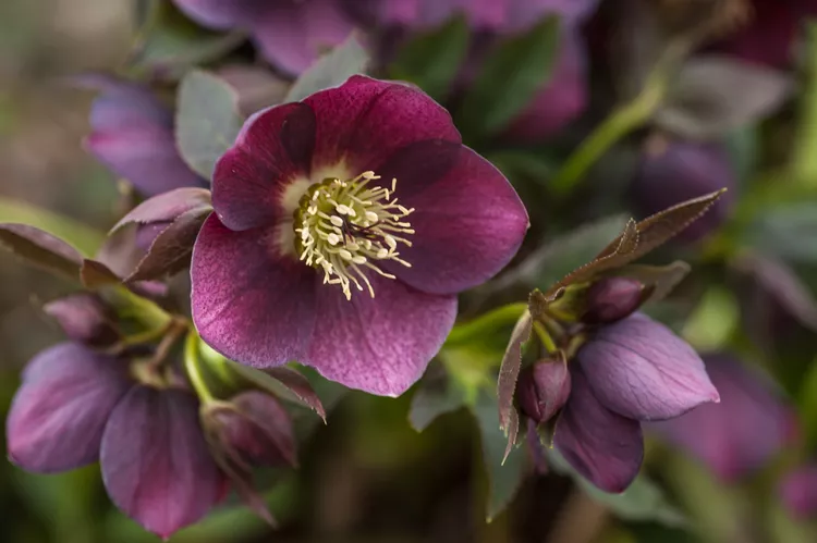photo of Hellebore plant