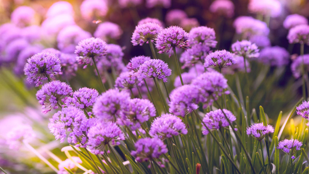 photo of purple allium flowers in bloom