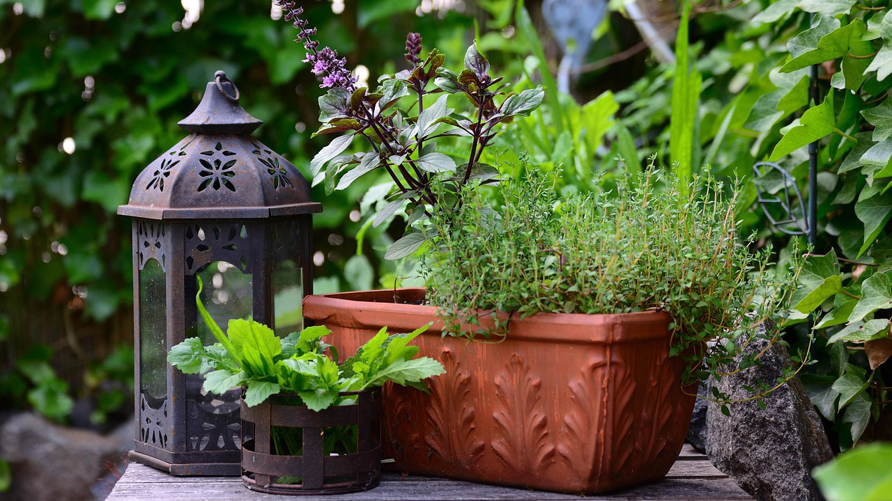 photo of herbs in a container
