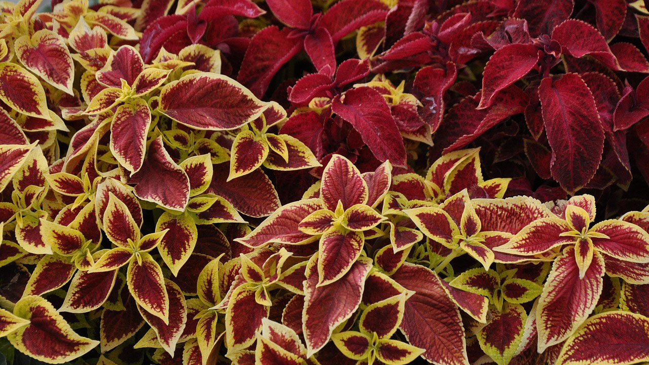 photo of various coleus