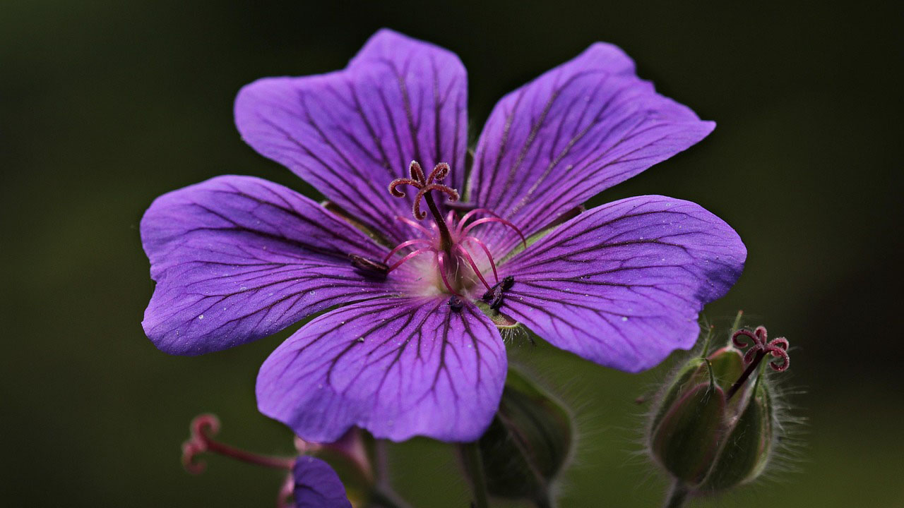 photo of purple cranesbill flower