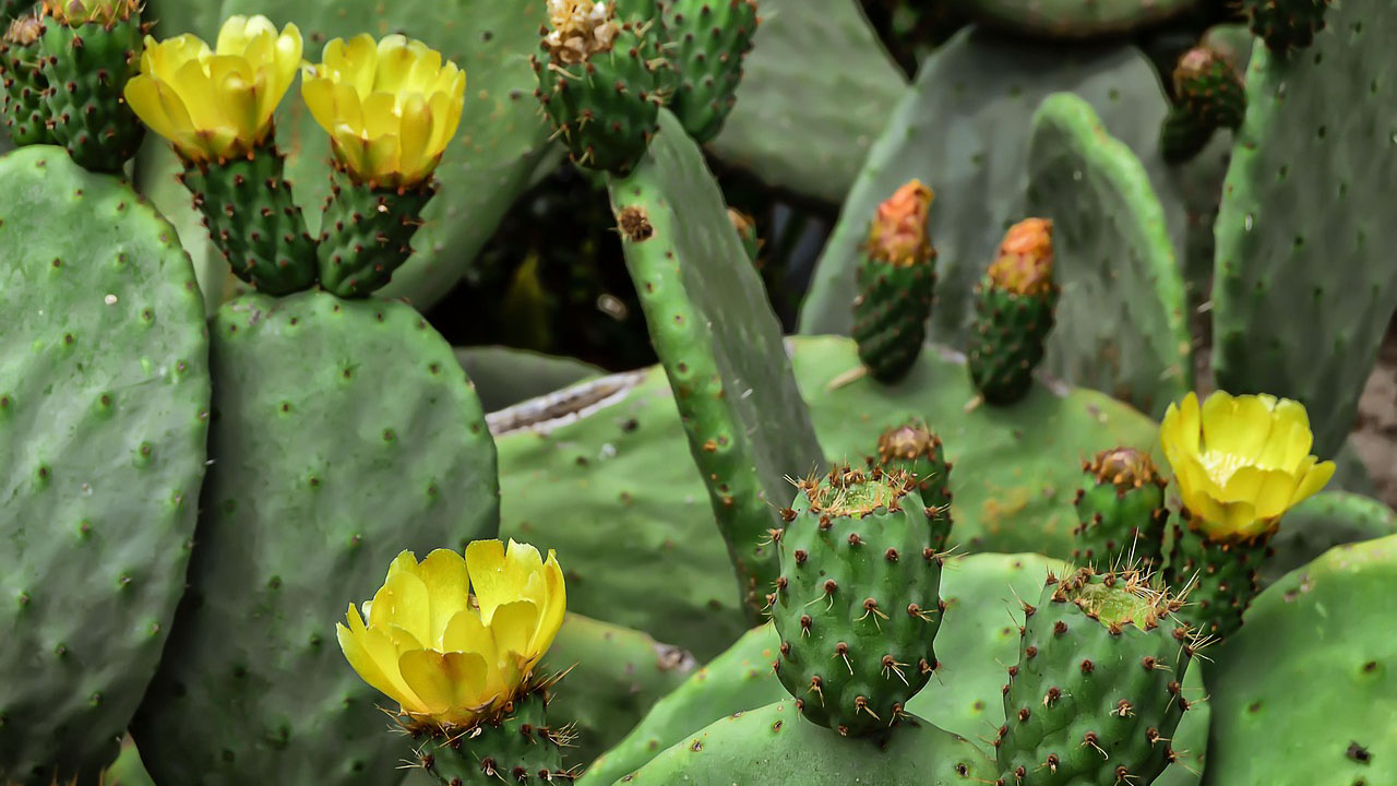 photo of prickly pear cactus in bloom