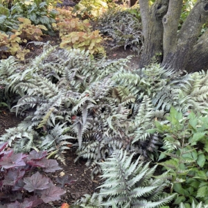 photo of Athyrium niponicum 'Pictum' (Japanese Painted Fern) in Shade Perennials