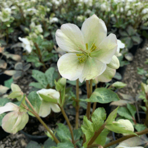 photo of Helleborus xhybridus in Specialty