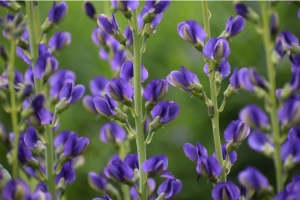 photo of Baptisia australis (Blue False Indigo) in Native Plants