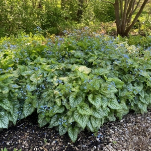 photo of Brunnera macrophylla 'Jack Frost' in Specialty