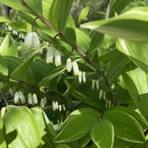 photo of Polygonatum odoratum 'Variegatum' in Shade Perennials