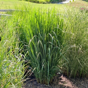 photo of Panicum virgatum 'Northwind' in Grasses