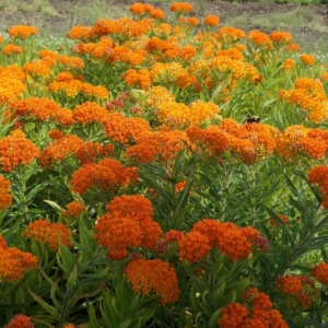 photo of Asclepias tuberosa (Butterfly Weed) in Native Plants