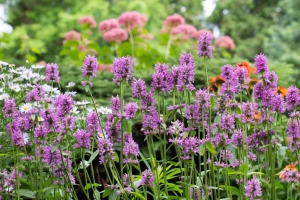 photo of Stachys 'Hummelo' in Sun Perennials