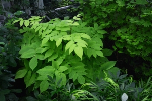 photo of Aralia cordata 'Sun King' in Shade Perennials
