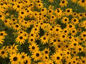 photo of Rudbeckia 'American Gold Rush' in Sun Perennials