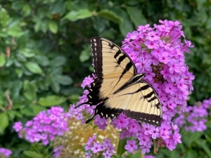photo of Phlox paniculata 'Jeana' in Sun Perennials