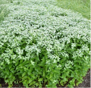 photo of Pycnanthemum muticum (Mountain Mint) in Specialty