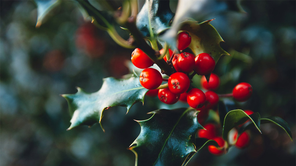 Close-up of a holly branch with glossy, dark green spiky leaves and clusters of bright red berries.