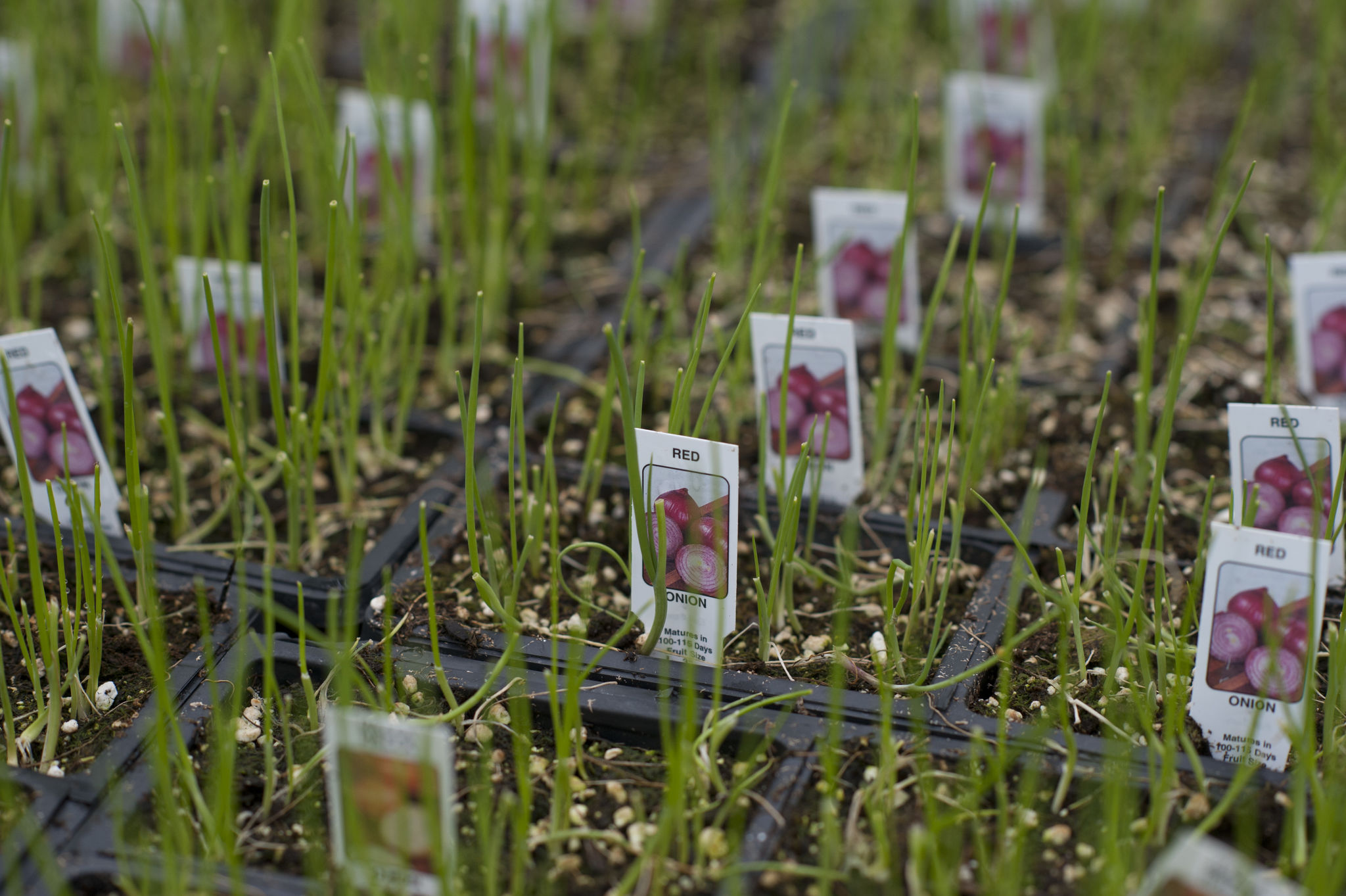 Onion seed starts