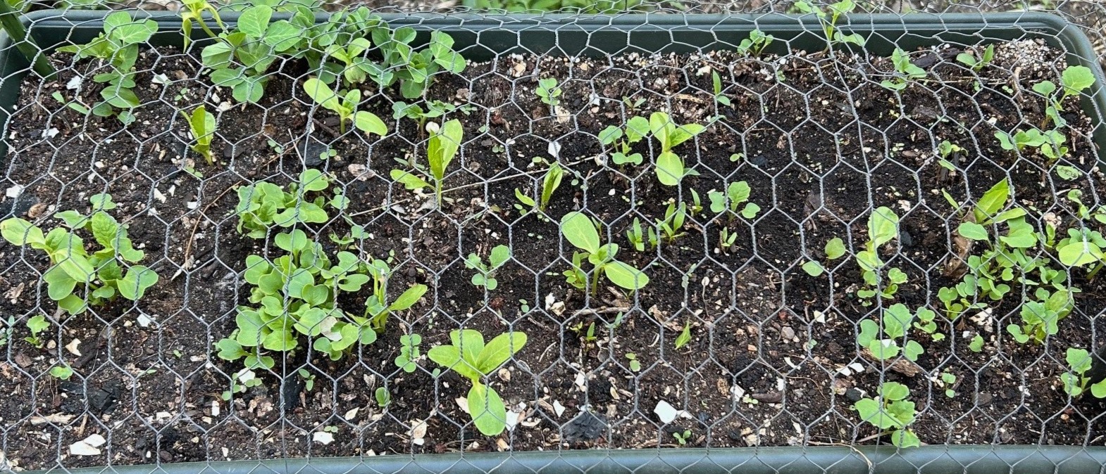 Seeds sprouting in a small container.