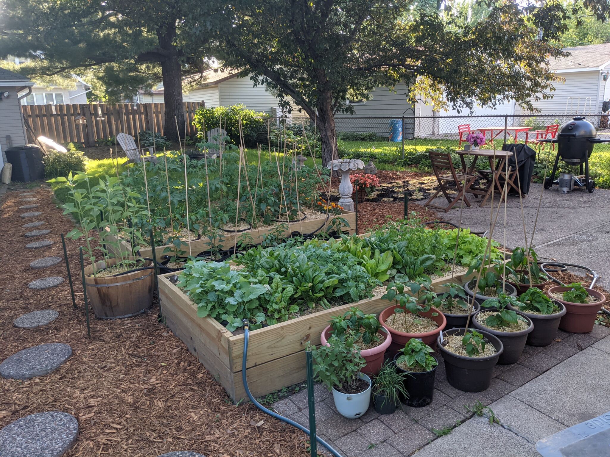 Vegetables growing in raised beds.