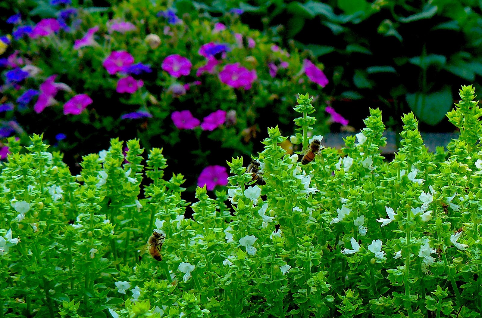 Greek basil growing with petunias.