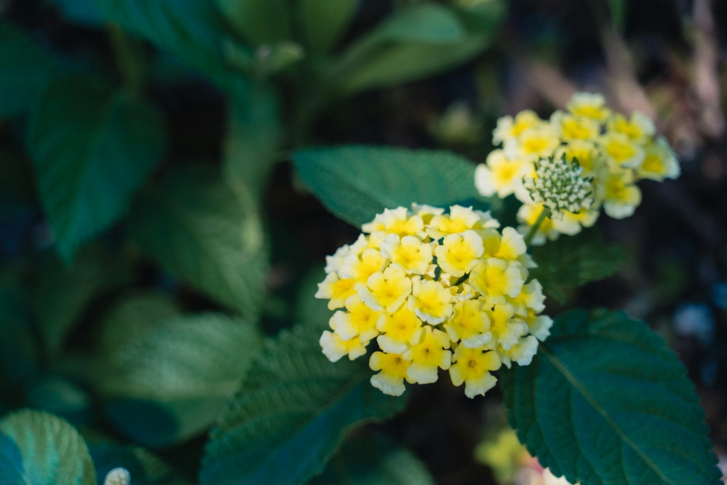 A cluster of vibrant yellow lantana flowers with white edges is surrounded by dark green leaves.