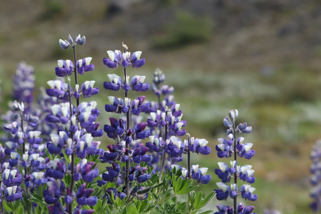 Close-up of purple and white lupine flowers blooming in a field.