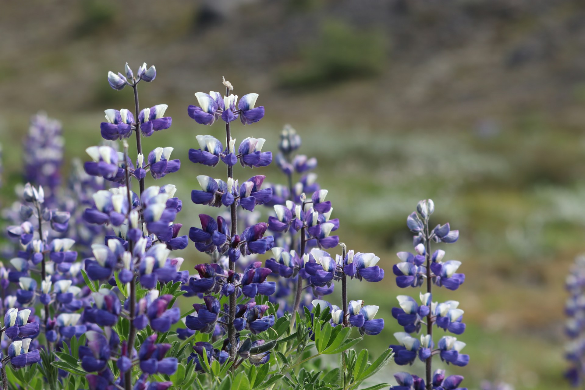 Close-up of purple and white lupine flowers blooming in a field.