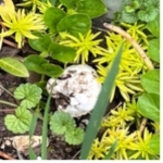 Wild white mushroom growing amidst bright yellow-green Angelina sedum and rounded green groundcover leaves.