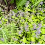 Dense ground cover of light green catmint foliage covered in tiny, delicate light purple flowers.